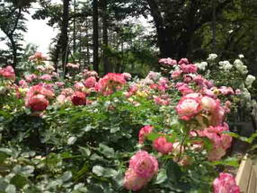 pink roses blooming Suwada Park