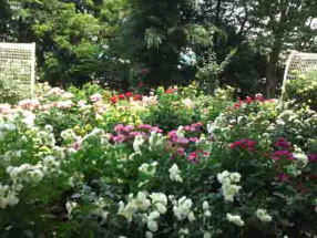 須和田公園に咲く色とりどりのバラ