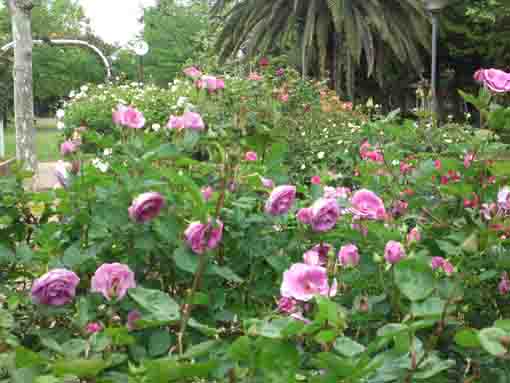 宇喜田東公園に咲くピンクのバラ