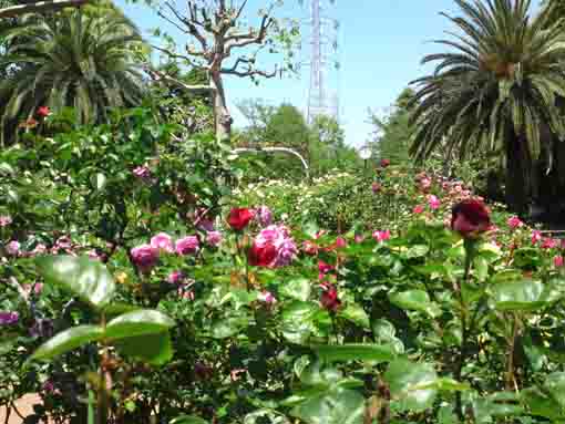 宇喜田東公園に咲くたくさんのバラの花