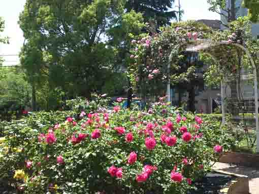 宇喜田東公園に咲くバラの花