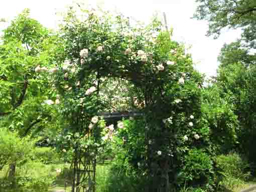 white roses blooming on the gate