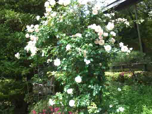 white roses blooming in the garden