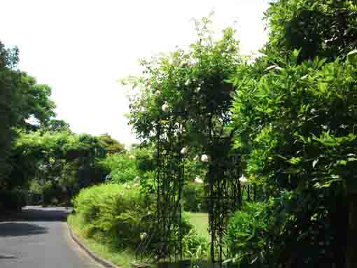 芳澤ガーデンギャラリー庭園へのバラの門