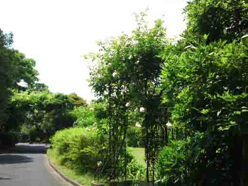 white roses beside the approach road