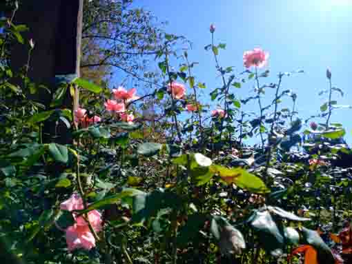 行徳駅前公園に咲くバラの花1