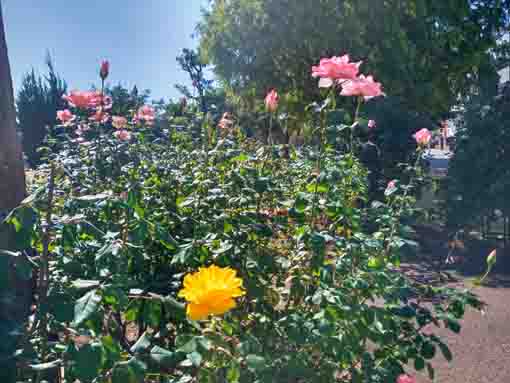 行徳駅前公園に咲くバラの花2