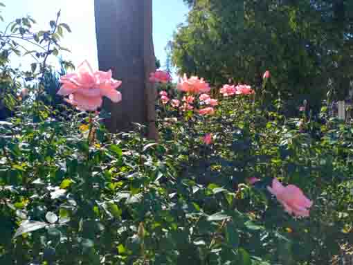 行徳駅前公園に咲くバラの花3