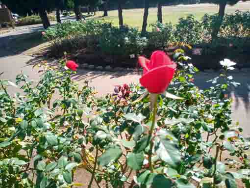 行徳駅前公園に咲くバラの花6