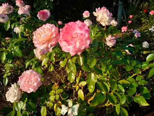 広尾防災公園に咲くバラの花1