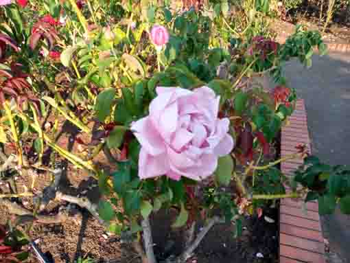 広尾防災公園に咲くバラの花2