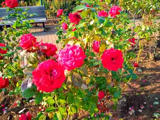 広尾防災公園に咲くバラの花3