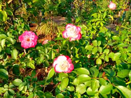 広尾防災公園に咲くバラの花4