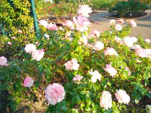 広尾防災公園に咲くバラの花5