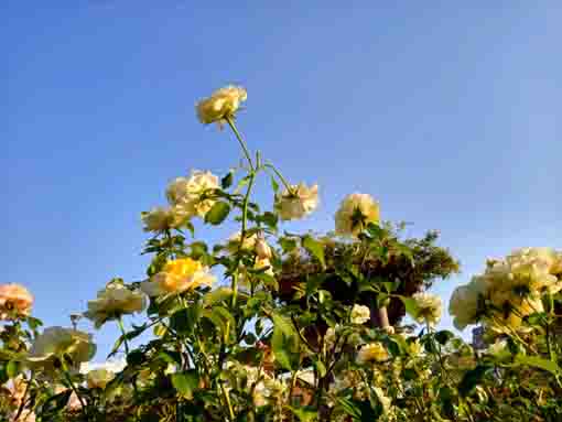 広尾防災公園に咲くバラの花6