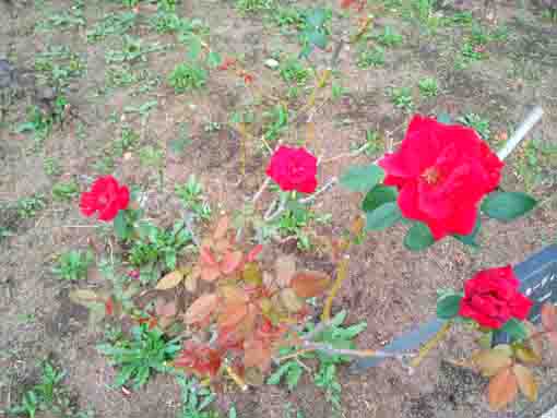 フラワーガーデンに咲く秋バラの花1