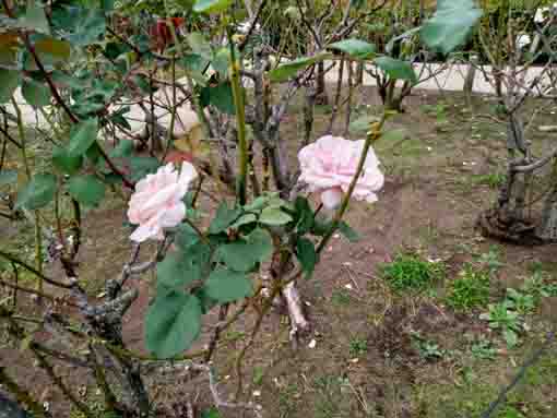 フラワーガーデンに咲く秋バラの花2