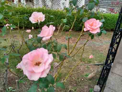 フラワーガーデンに咲く秋バラの花3