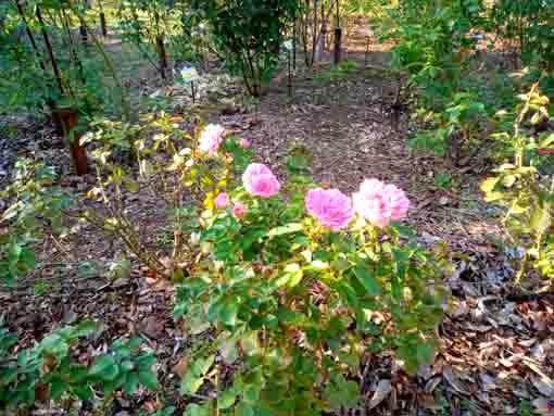 福栄いこいの広場公園に咲くバラの花1