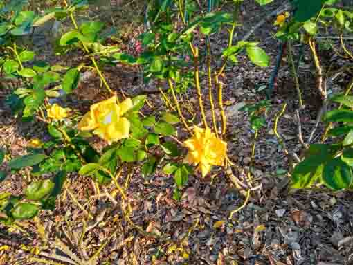 福栄いこいの広場公園に咲くバラの花2