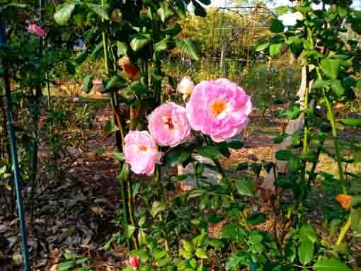 福栄いこいの広場公園に咲くバラの花3