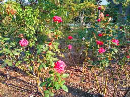 福栄いこいの広場公園に咲くバラの花4