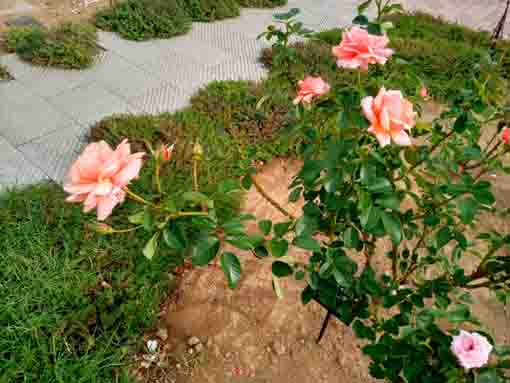 奥戸ローズガーデンに咲くバラの花1