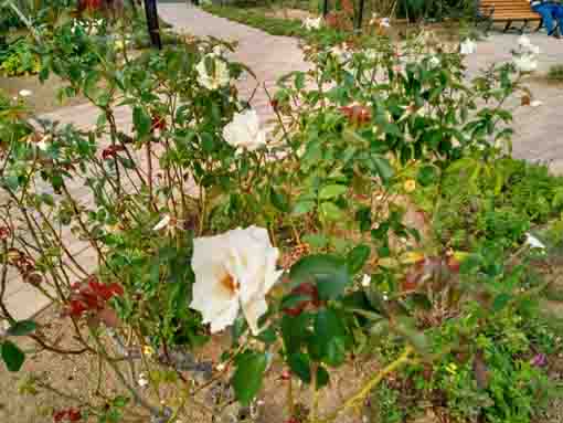奥戸ローズガーデンに咲くバラの花2