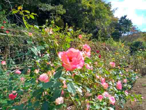 大町自然観察園に咲くバラの花1