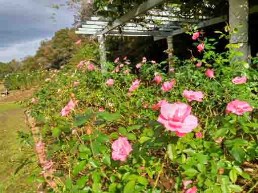 大町自然観察園に咲くバラの花4