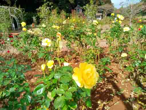 大町自然観察園に咲くバラの花3