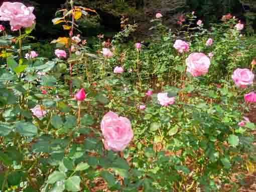 大町自然観察園に咲くバラの花5