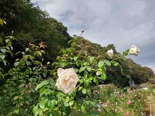 大町自然観察園に咲くバラの花6