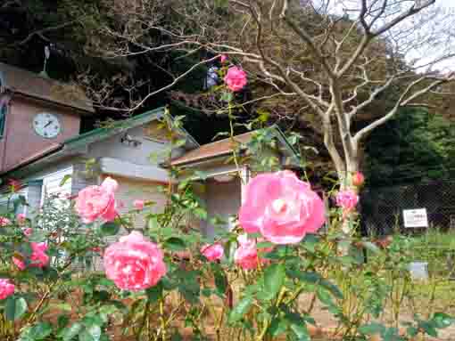 大町自然観察園のバラ園