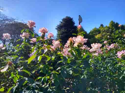 里見公園に咲くバラの花1