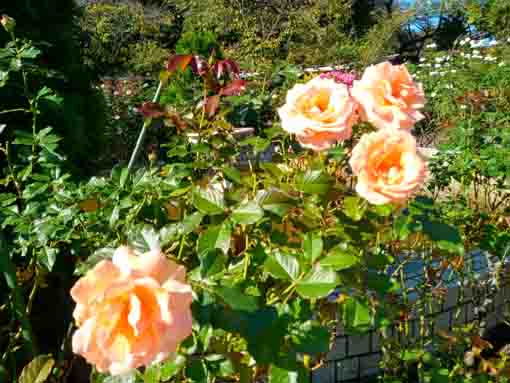 里見公園に咲くバラの花2