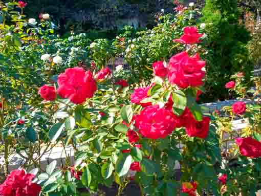 里見公園に咲くバラの花3