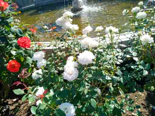 里見公園に咲くバラの花4