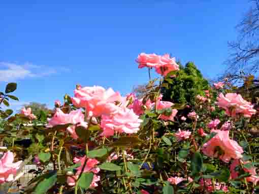 里見公園に咲くバラの花5