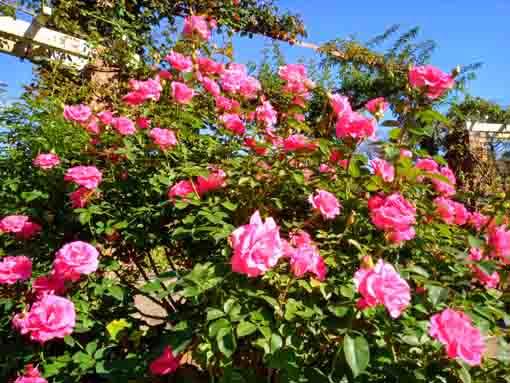 里見公園に咲くバラの花6