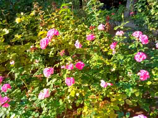 須和田公園に咲くバラの花2