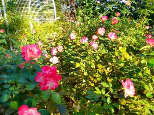 須和田公園に咲くバラの花3
