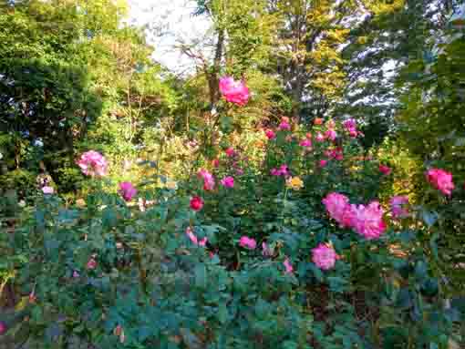須和田公園に咲くバラの花4