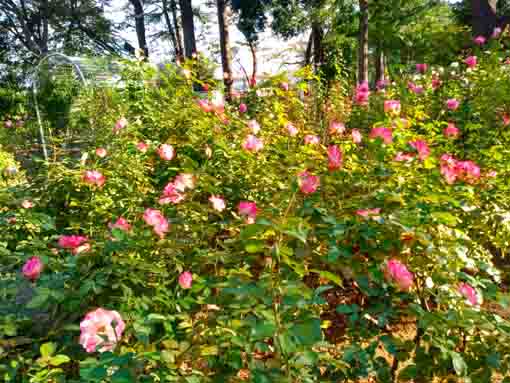 須和田公園に咲くバラの花6