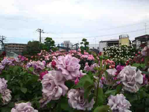 広尾防災公園の紫のバラ