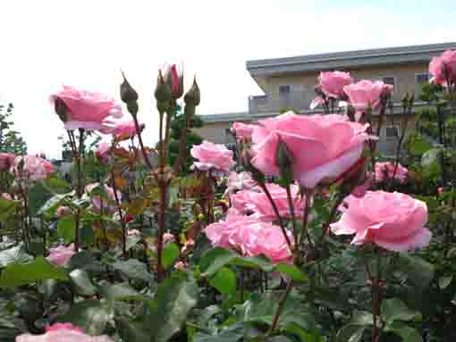 広尾防災公園のピンクのバラ