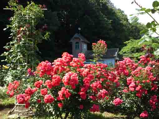 大町自然観察園の赤いバラ