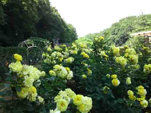 大町自然観察園の黄色いバラ