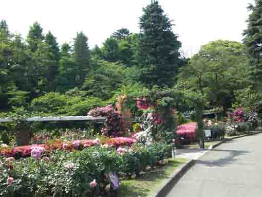 the rose garden in Satomi Park