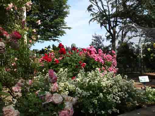 須和田公園の色々なバラ